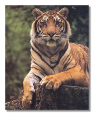 Tiger laying tree for sale  Springdale