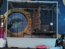Large rat cage for sale  SHEFFIELD