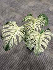 Używany, 00849A Monstera Devil Monster Variegated 5 nasion liść okienny na sprzedaż  Wysyłka do Poland