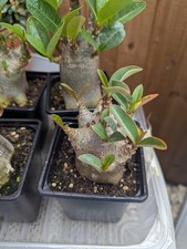 Adenium arabicum desert for sale  NOTTINGHAM