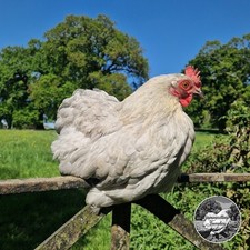 Beautiful lavender pekin for sale  THATCHAM