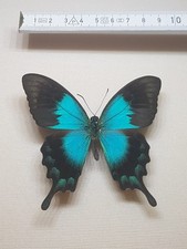 Papilio lorquinianius gelia gebraucht kaufen  Halle