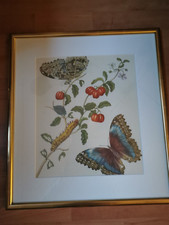 maria sibylla merian gebraucht kaufen  Weißenburg i.Bay.