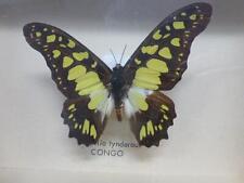 Papilio tynderaus butterfly for sale  Crystal Lake