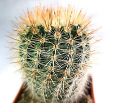 Notocactus schlosseri raro usato  Napoli