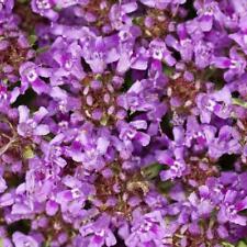 000 creeping thyme for sale  Bois D Arc