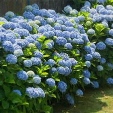 Hydrangea nikko blue for sale  Milford