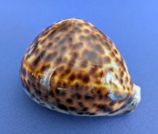 Cypraea tigris 103 d'occasion  Nice-