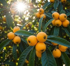 Loquat tree plant for sale  Vero Beach