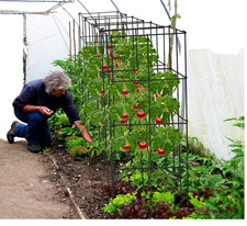 New sturdy tomato for sale  Carrboro