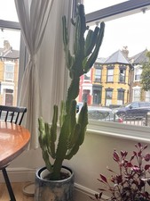Large cactus apx for sale  LONDON