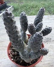 Tephrocactus articulatus pine for sale  Jurupa Valley
