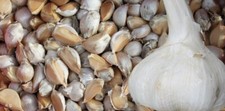 Aglione della valdichiana usato  Italia