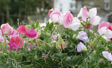 Sweet pea dwarf for sale  SALISBURY