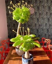 Hawaiian vulcan palm for sale  Wesley Chapel