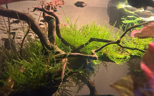 Flame moss for sale  Starkville