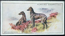 Scottish deerhound vintage for sale  DERBY