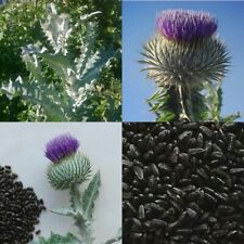 Schottland distel 500 gebraucht kaufen  Siegen