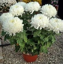 800077 chrysanthemum white for sale  Shipping to Ireland