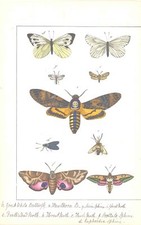 C1840 antique print for sale  ASHFORD