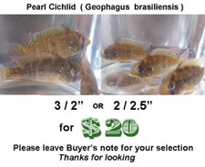 Pearl cichlid for sale  Wimauma