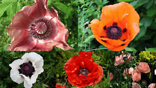 Gramm papaver rientale gebraucht kaufen  Ludwigshafen am Rhein