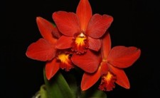 Rare cattleya little for sale  HALSTEAD