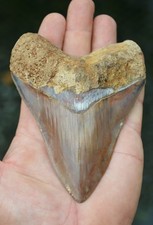 Beautiful 4.8 megalodon for sale  UK