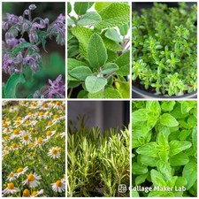 Herb plug plant for sale  WOODBRIDGE