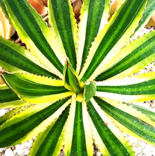Big agave lophantha for sale  USA