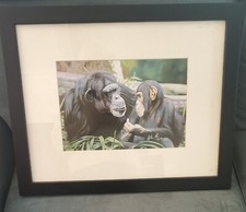 Signed framed matted for sale  Constantia