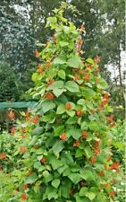 SCARLET RUNNER POLE BEAN-50 Sementes Ornamentais e Comestíveis! comprar usado  Enviando para Brazil
