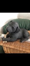 Sandicast black labrador for sale Sandicast black labrador for sale  HOUGHTON LE SPRING