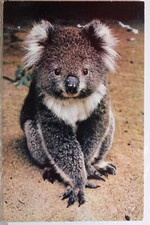 Australia australian koala for sale  Wilmington