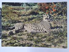 ghepard usato  Roma