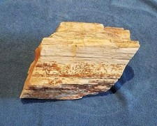 Authentic petrified wood for sale  Winter Park