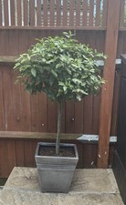 Bay tree 100cm for sale  LONDON