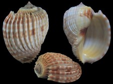 Usado, Concha do mar: Harpa costata laetifica 57,6 mm F+++ (das Maurícias) comprar usado Usado, Concha do mar: Harpa costata laetifica 57,6 mm F+++ (das Maurícias) comprar usado  Enviando para Brazil