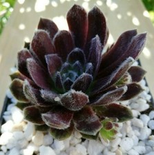 2xkindel sempervivum camelot gebraucht kaufen  Traunstein