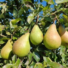 European wild pear for sale  BURTON-ON-TRENT