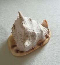 Große gehörnte schnecke gebraucht kaufen  München