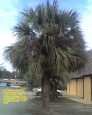 Sabal palm tree for sale  Tallahassee