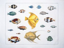 SEBA TROPICAL FISH ENGRAVING RARE ORIGINAL DOUBLE PAGE FOLIO COPPERPLATE 1734-69 comprar usado  Enviando para Brazil