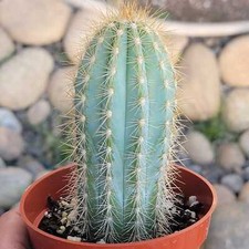 plante cactus d'occasion plante cactus d'occasion Expédié en Belgium
