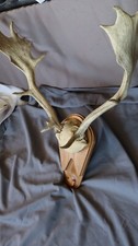 Mounted moose antlers for sale  Boise
