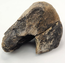 Hadrosaur dinosaur astragalus for sale  Rockledge