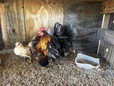chickens eggs for sale  Arkadelphia