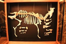 Cased taxidermy skeleton for sale  LICHFIELD