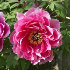 Tree peony seeds for sale  Huger