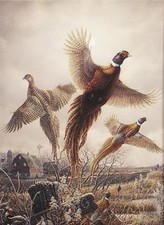 James meger pheasant for sale  Annandale